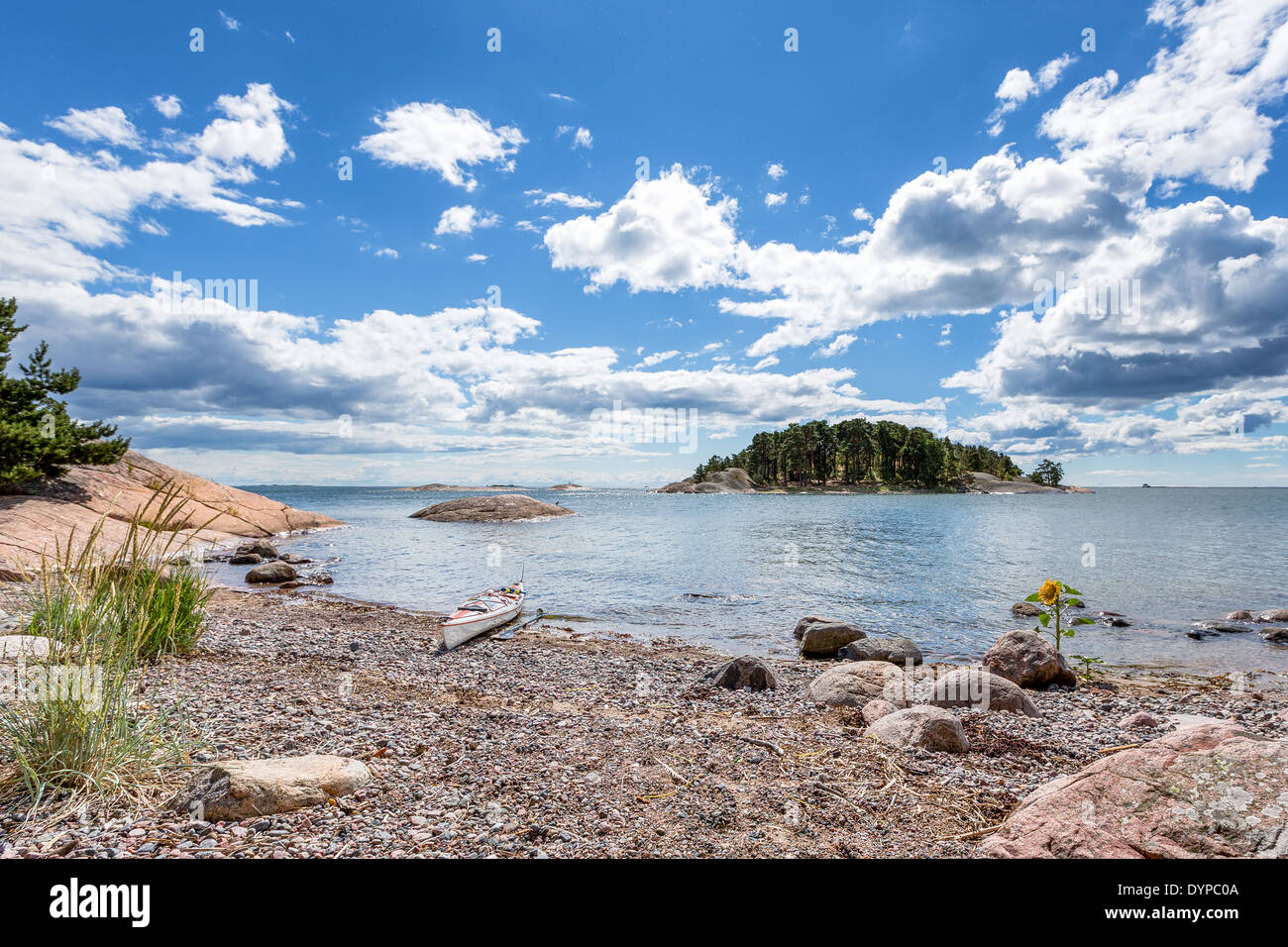 Eine Sonnenblume wächst auf mysteriöse Weise im Sea Shore (kein Fake/inszenierte Foto), Helsinki, Finnland, EU Stockfoto