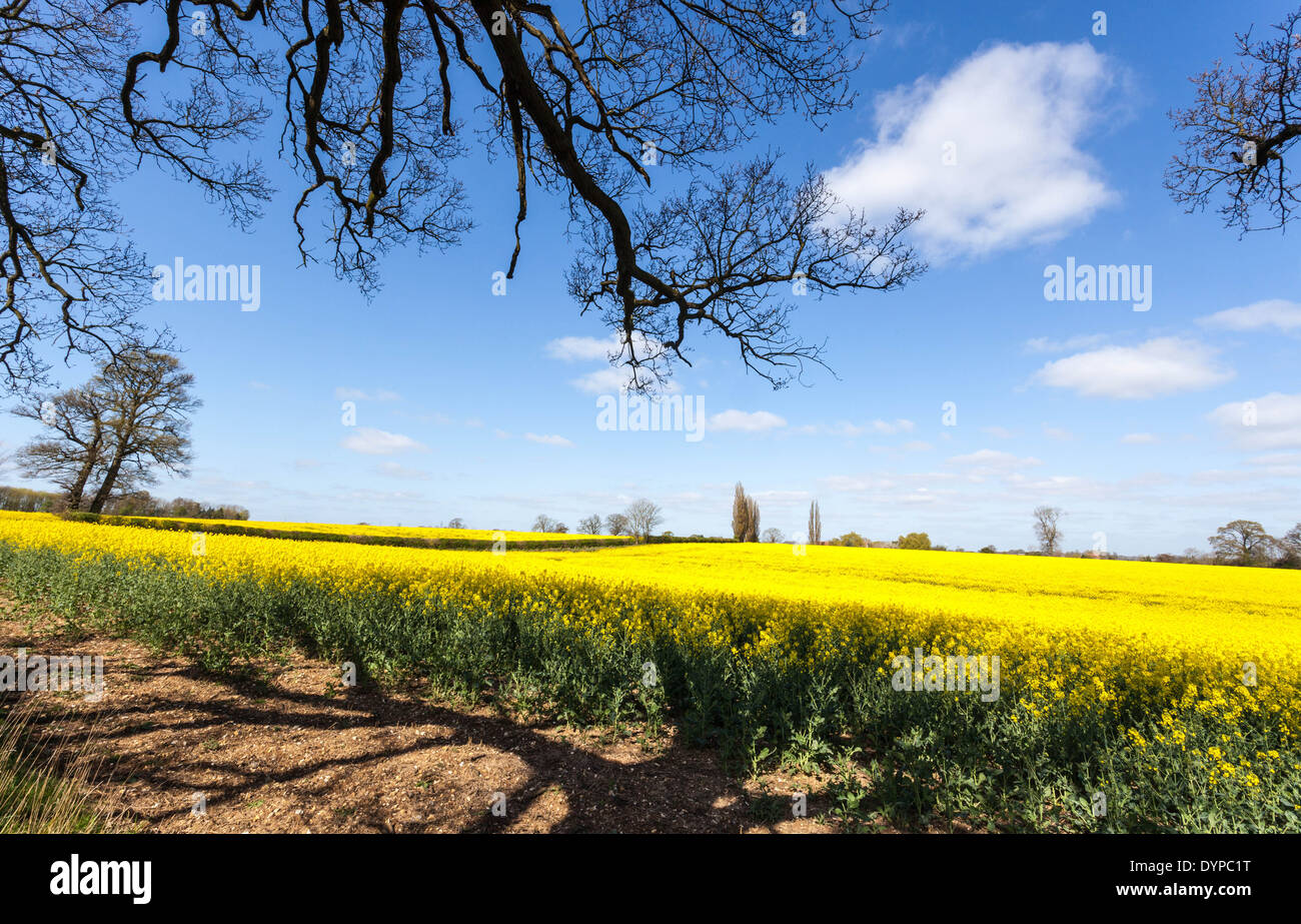 Raps Feld gegen einen blauen bewölkten Himmel, St Albans, Hertfordshire, England, UK. Stockfoto
