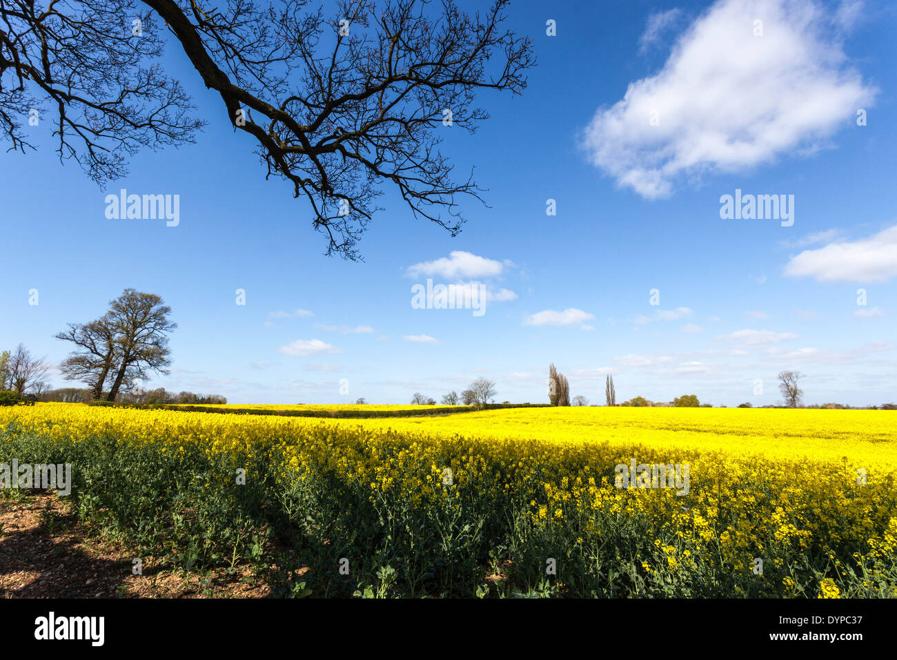 Die intensiven gelben Blüten eines Raps-Feldes gegen den blauen Himmel, St Albans, Hertfordshire, England, UK. Stockfoto