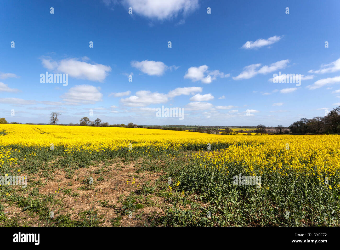 Die intensiven gelben Blüten eines Raps-Feldes gegen den blauen Himmel, St Albans, Hertfordshire, England, UK. Stockfoto