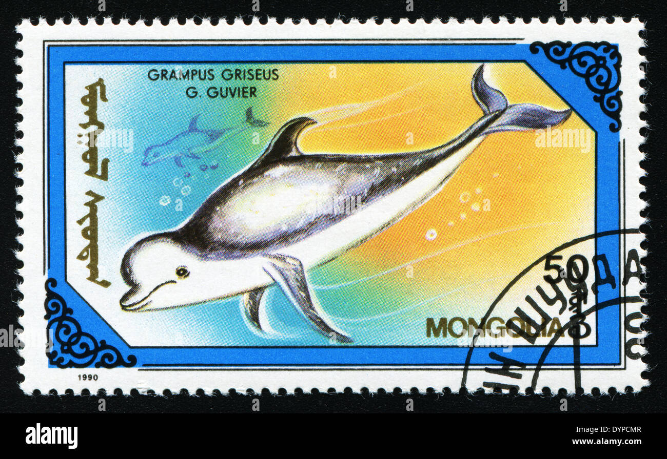 lMONGOLIA - CIRCA 1990: eine Briefmarke gedruckt in der Mongolei zeigt Grampus früh, ca. 1990 Stockfoto
