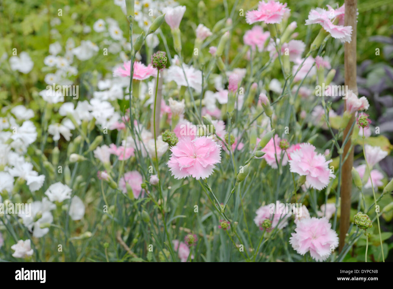 Dianthus Caryophyllus, Nelke rosa Blumen, Wales, UK. Stockfoto