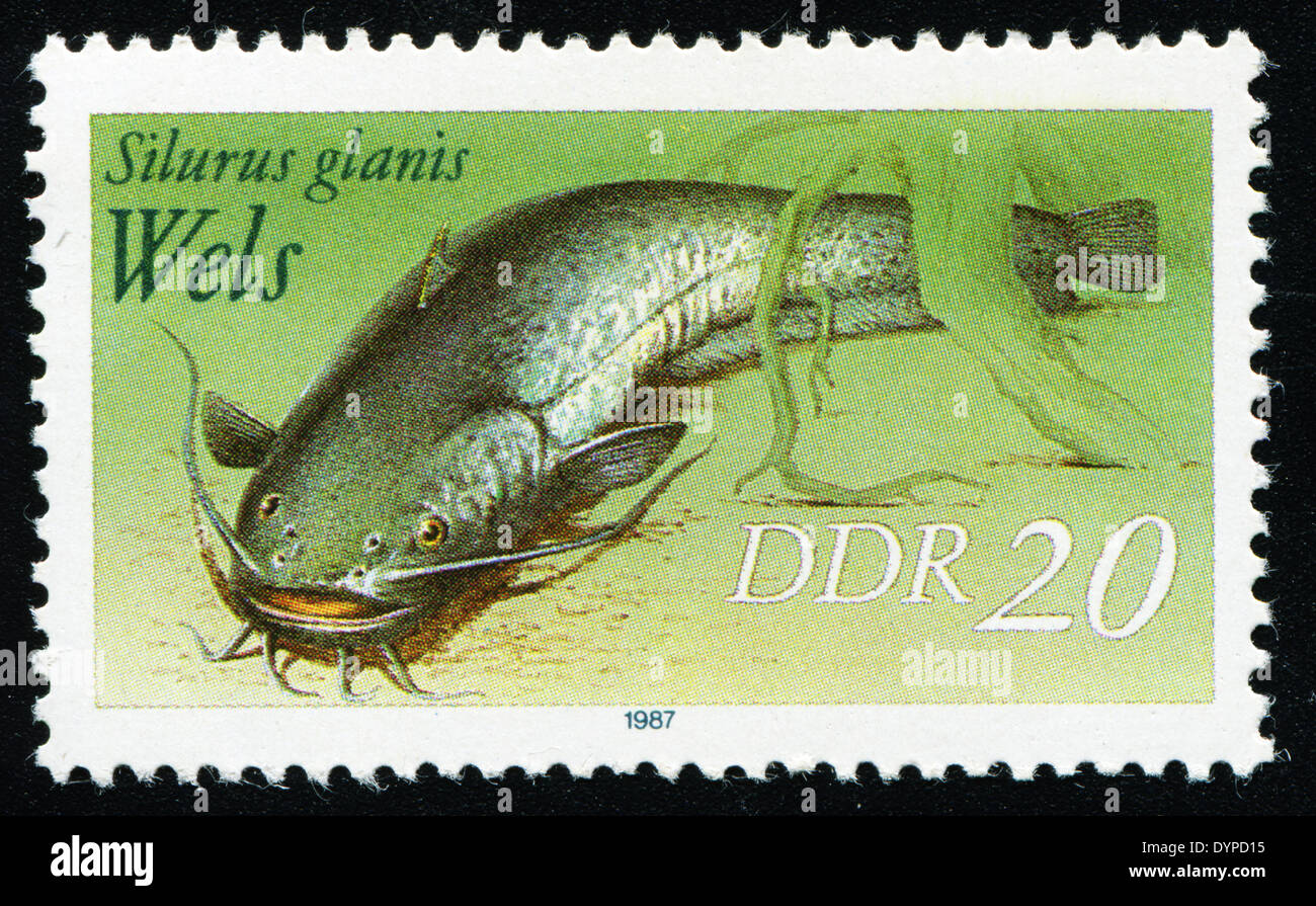 DDR - CIRCA 1987: eine Briefmarke gedruckt in DDR-Shows Wels Wels, Welse, Silurus Glanis, ca. 1987 Stockfoto