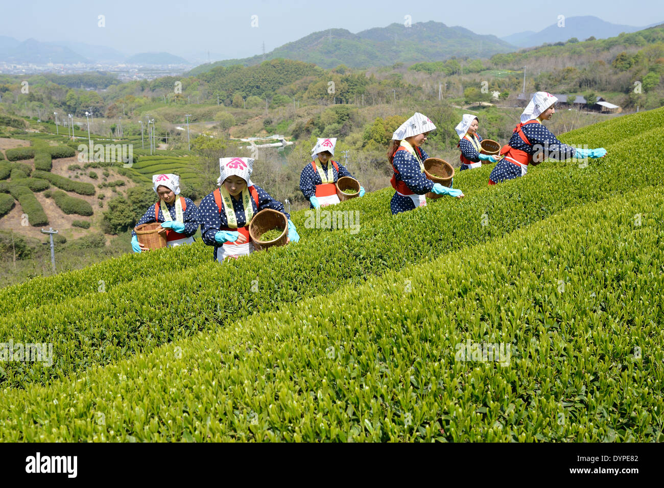 Junge Japanerinnen Ernte grüner Teeblätter auf Hügel der Teeplantage Stockfoto