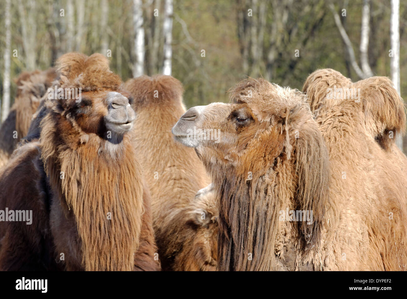 Baktrische Kamele Stockfoto