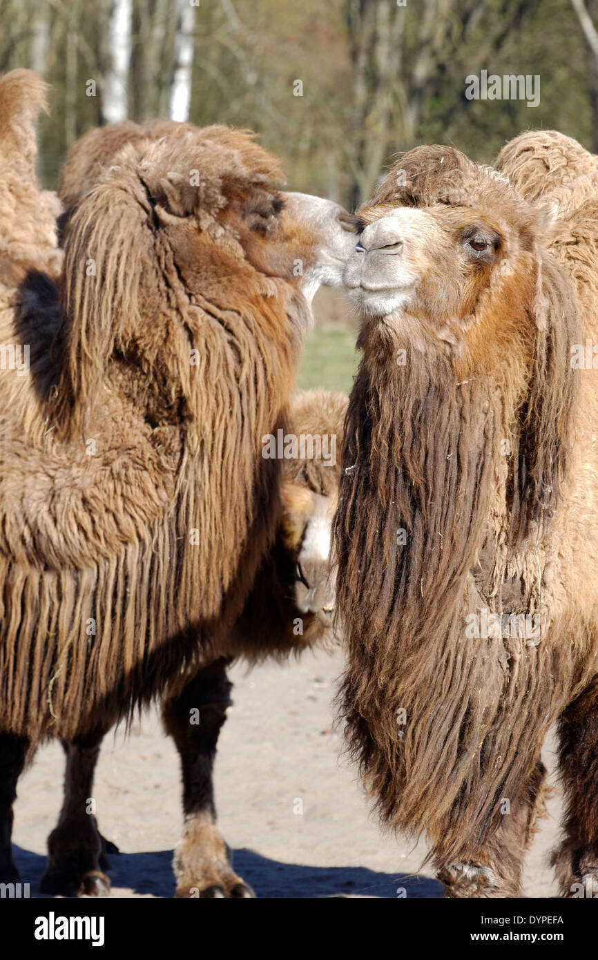 Baktrische Kamele Stockfoto