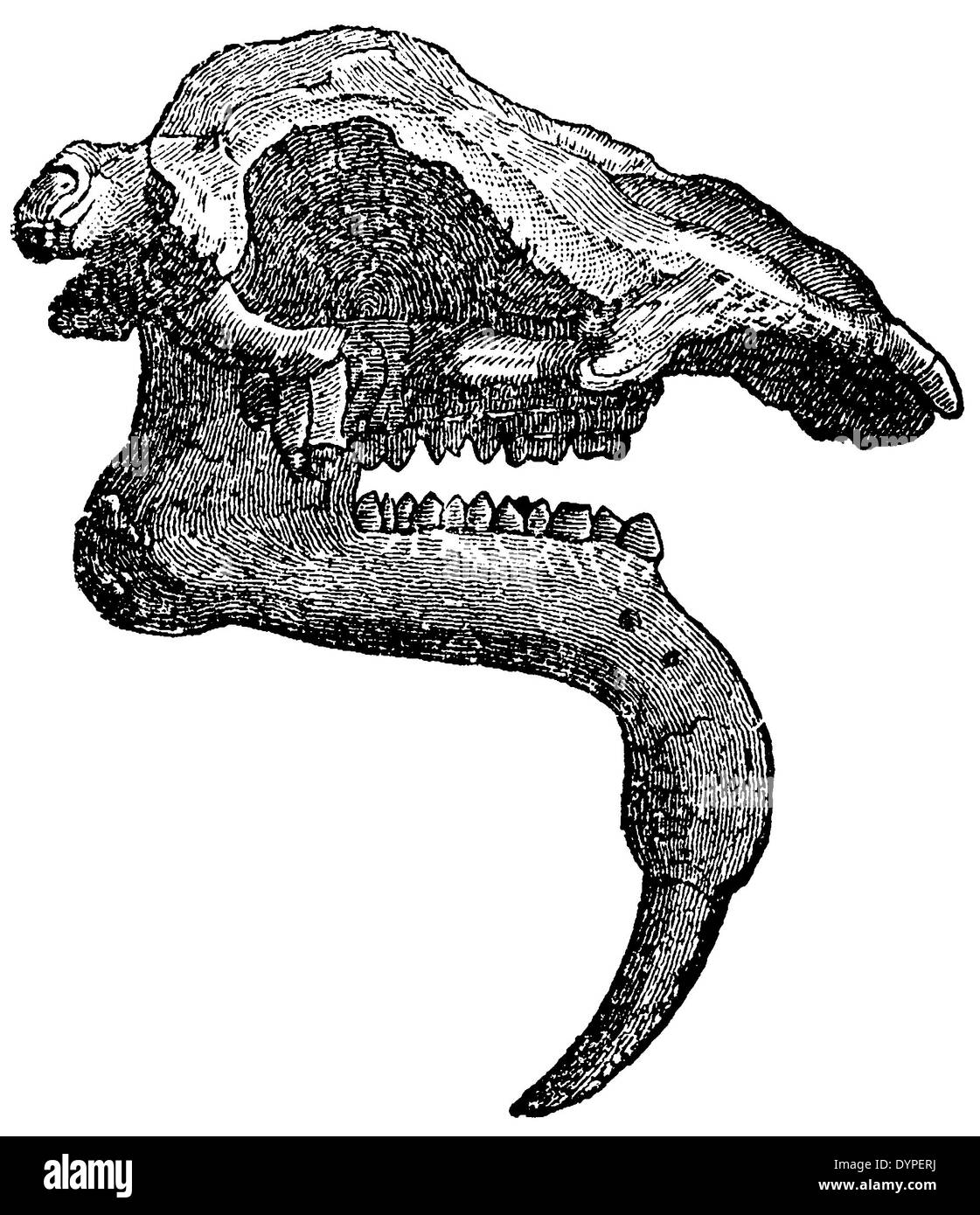 Dinotherium Gigantheum, Kiefer Stockfoto