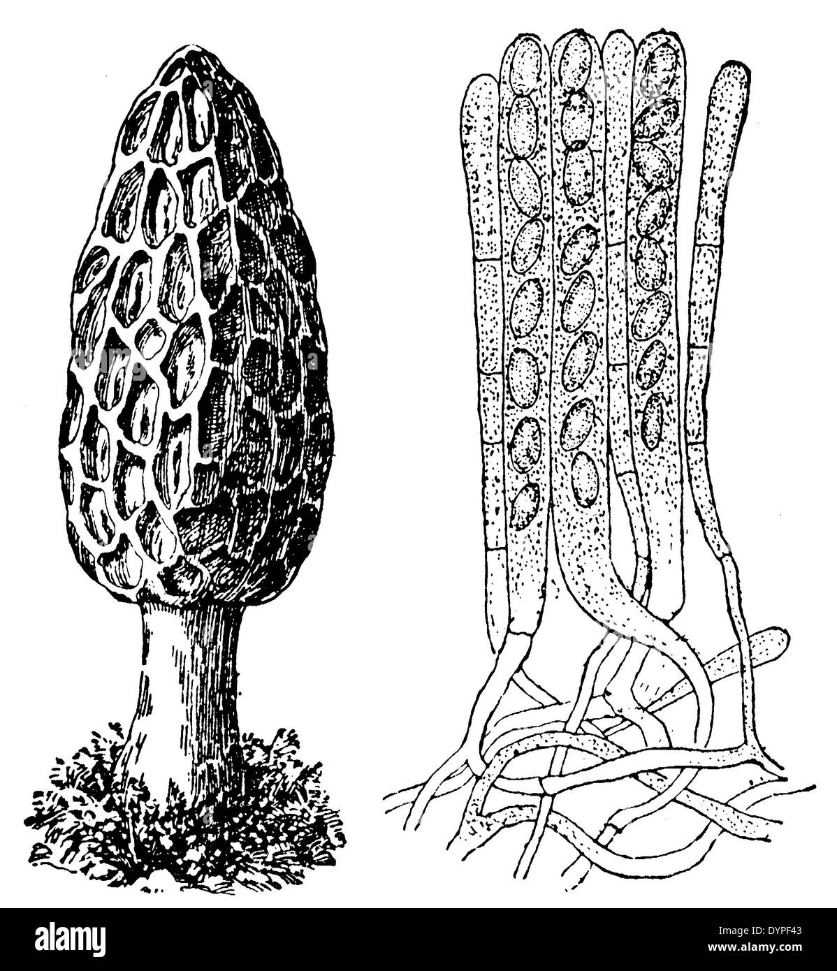 Morel Stockfoto