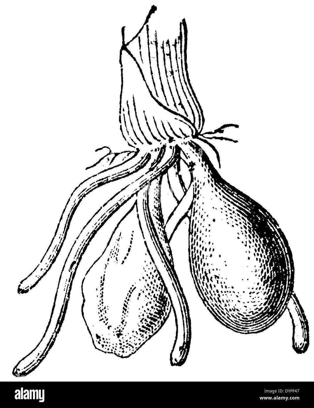 Orchis: Root Stockfoto