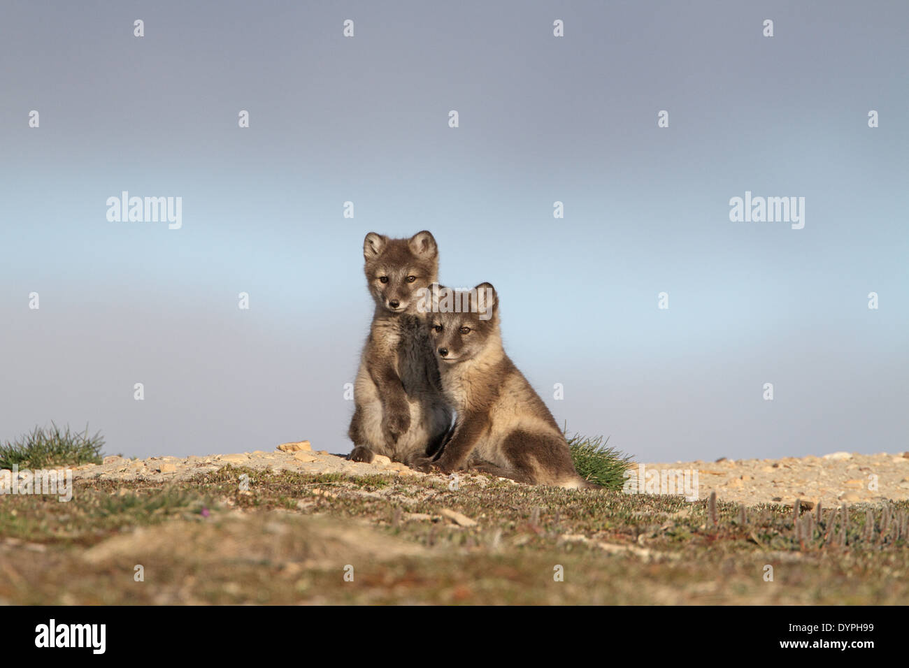 Polarfuchs Cubs, Vulpes Lagopus, am Eingang zur Höhle Stockfoto