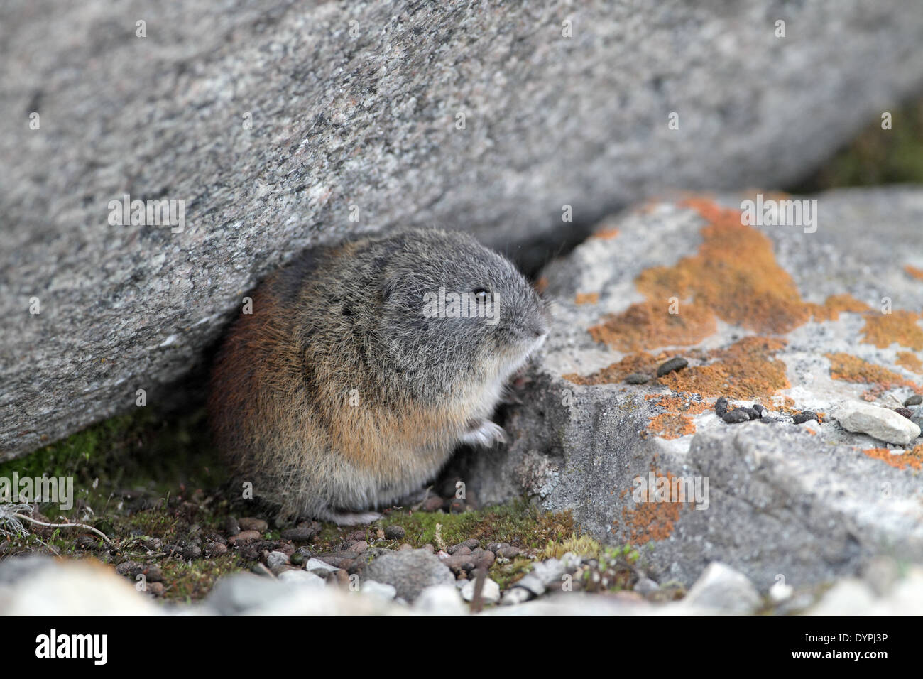 North American braun Lemming, Lemmus Trimucronatus, bergende unter einem Felsen Stockfoto