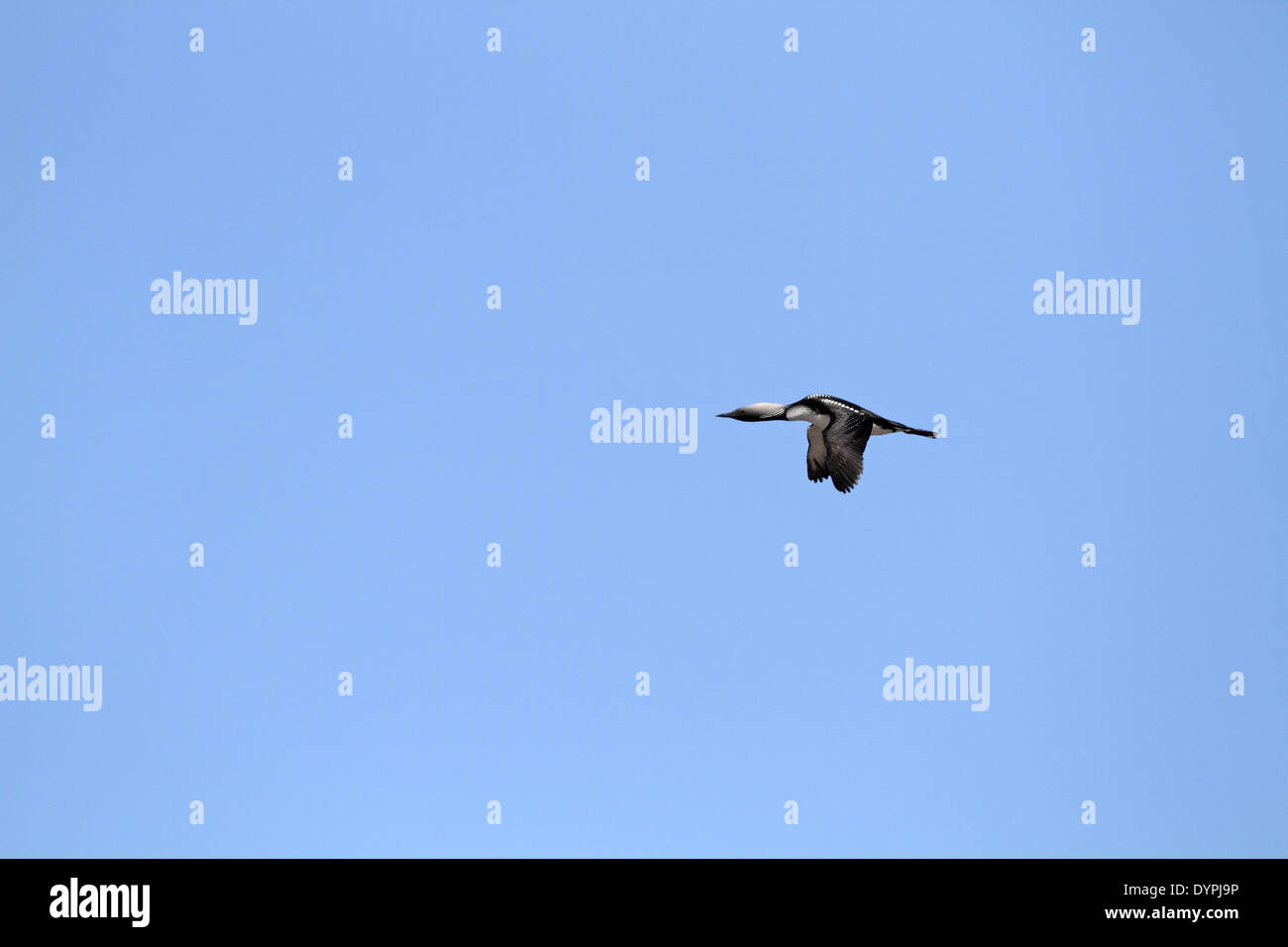 Pacific Loon (Taucher), Gavia Pacifica im Flug Stockfoto
