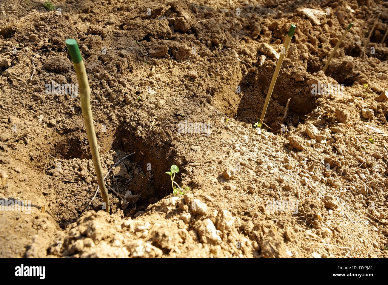Leere Löcher gegraben in den Boden vor dem Baum Einpflanzen Stockfoto