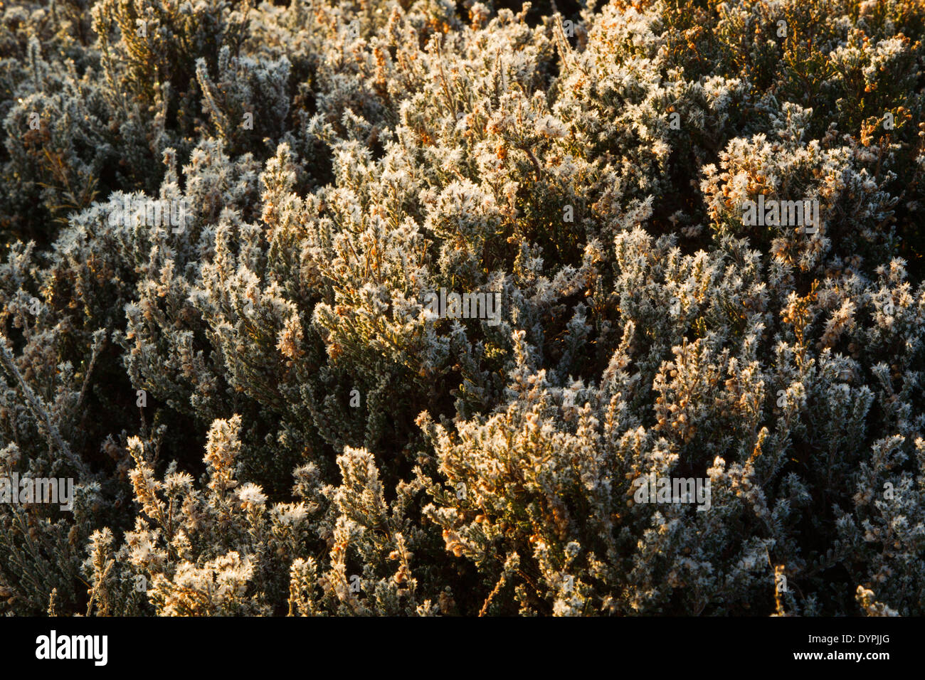 Frost bedeckt Heidekraut, lateinischen Namen Calluna vulgaris Stockfoto