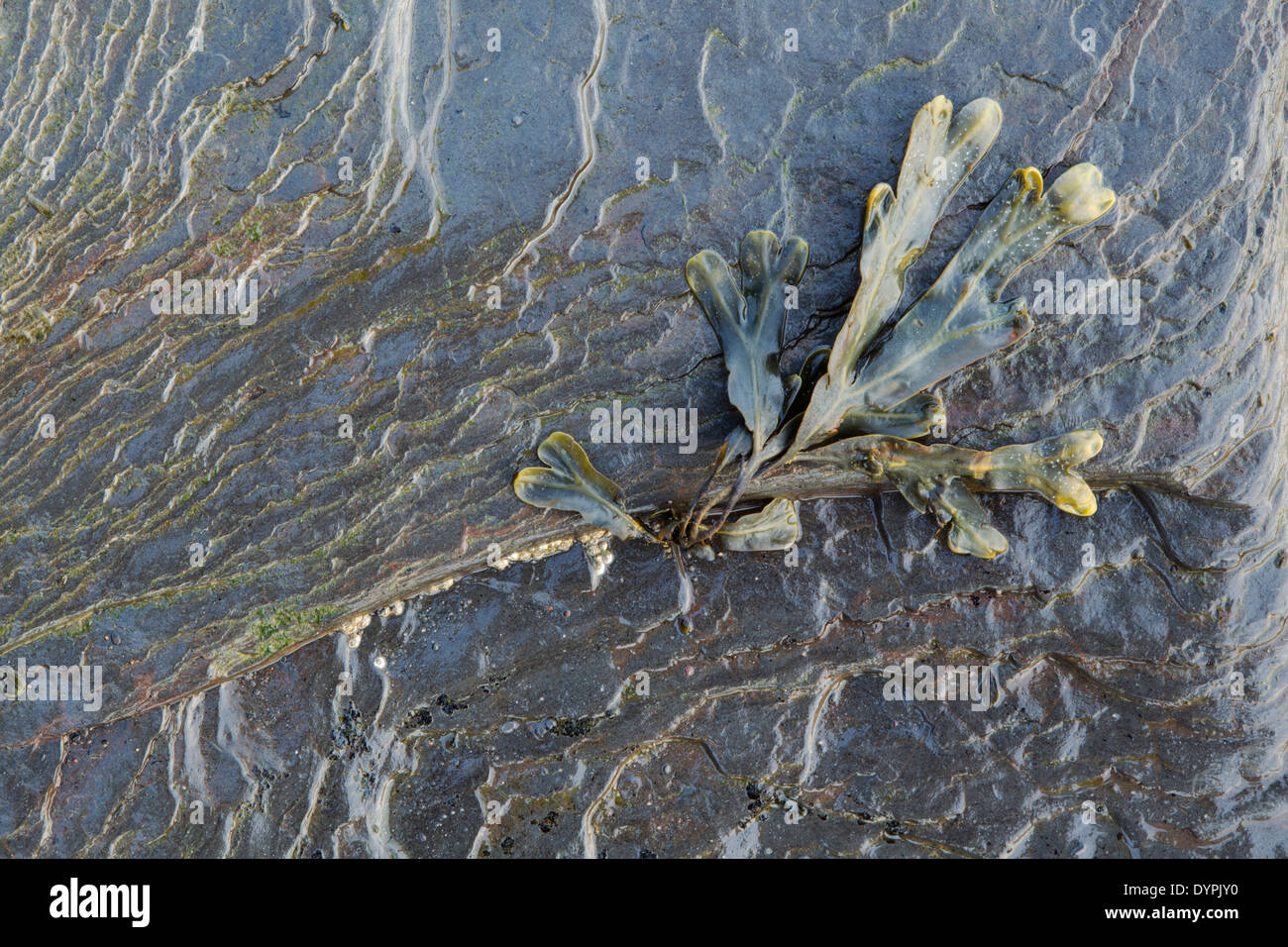 Blase Wrack Algen, lateinische Bezeichnung Fucus Vesiculosus, liegend auf einer Welle schneiden Plattform Stockfoto