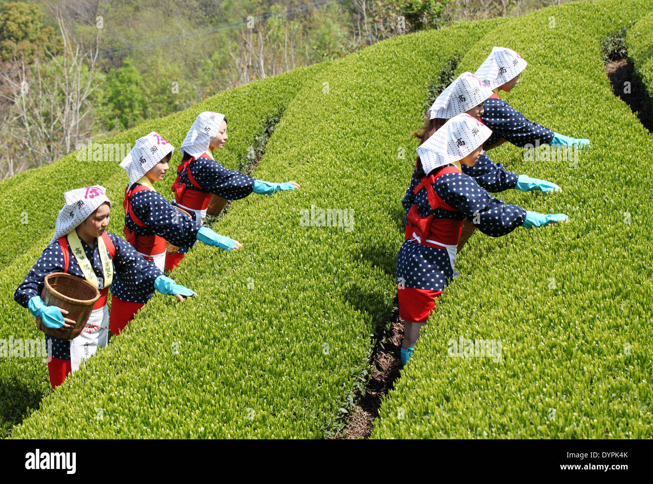 Junge Japanerinnen Ernte grüner Teeblätter auf Hügel der Teeplantage Stockfoto