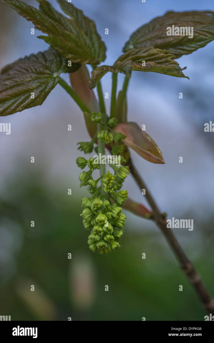 Masse blühen auf ein Bergahorn / Acer pseudoplatanus Baum im Frühling (April). Sycamore ist Mitglied der Ahorn Familie. Stockfoto