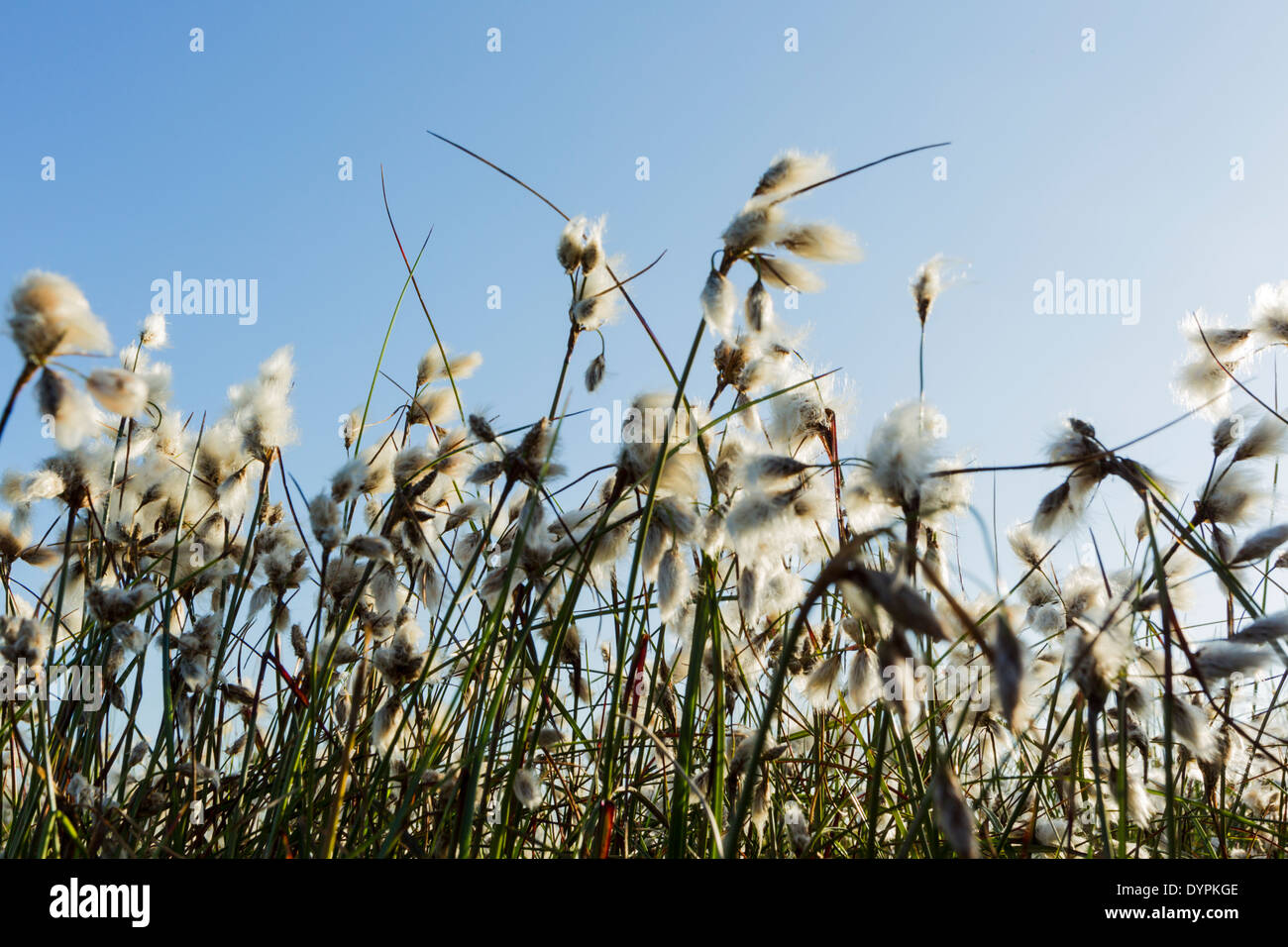 Gemeinsamen Wollgras, lateinischer Name Wollgras Angustifolium, auch bekannt als Wollgras oder cottonsedge Stockfoto