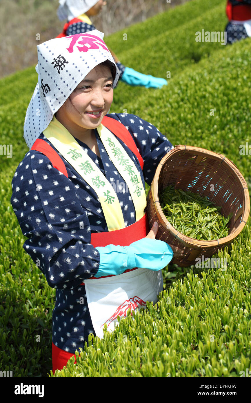 Junge Japanerin Ernte grüner Tee Blätter auf Hügel der Teeplantage Stockfoto