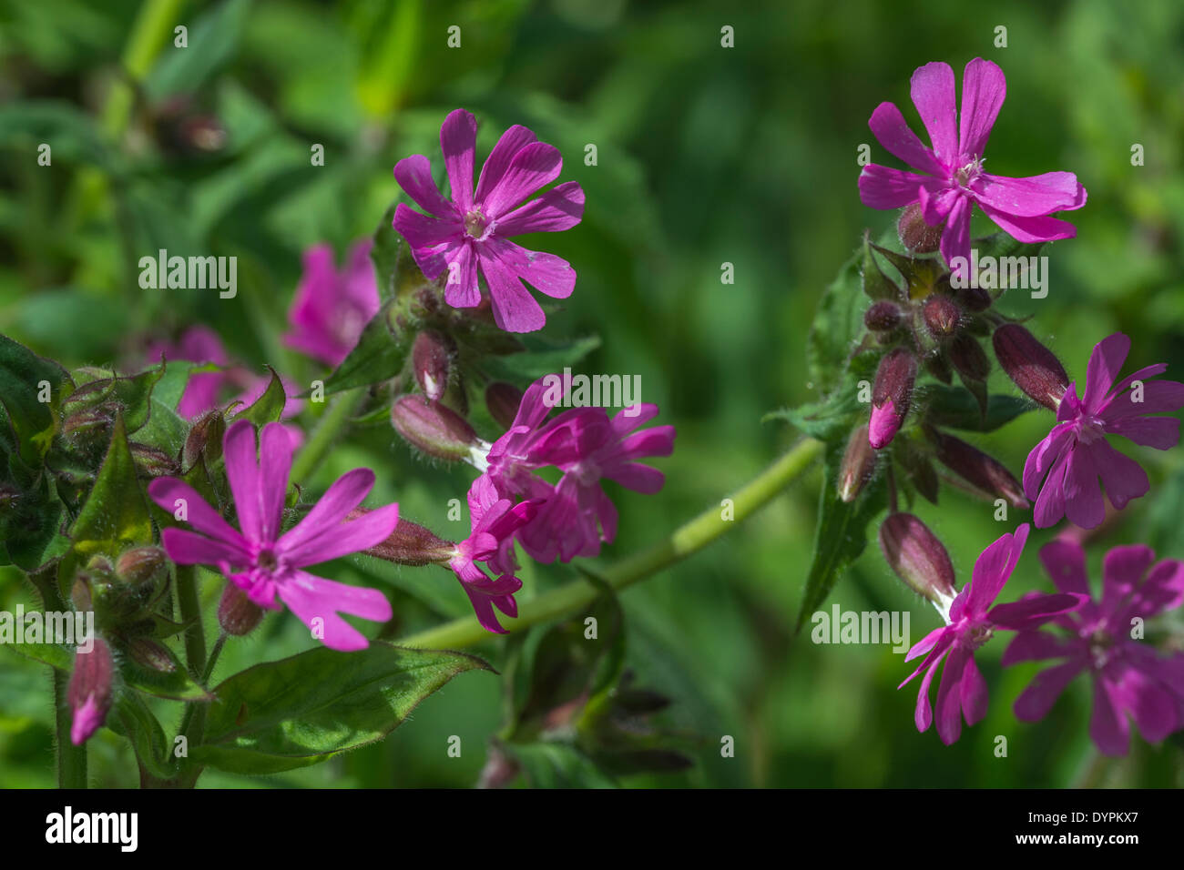 Red Campion/Silene dioica Blumen. Siehe FOCUS Hinweis im 'Beschreibung'. Stockfoto