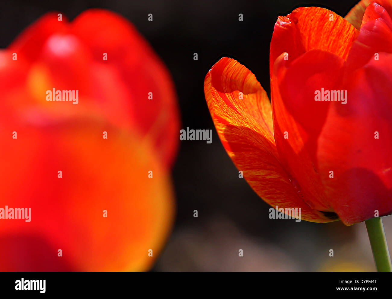 Zuckerstange Stockfoto