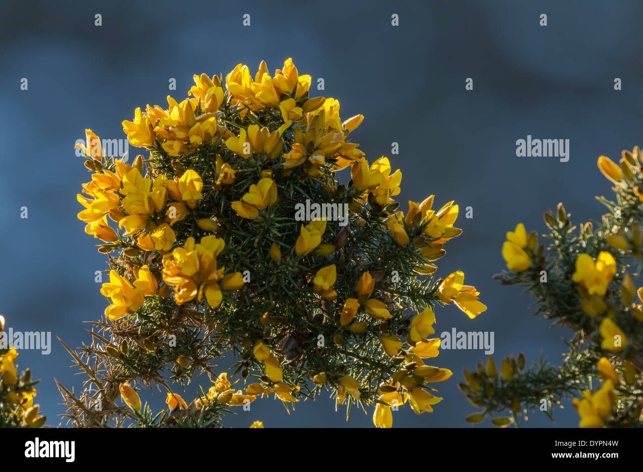 Ginster, lateinischer Name Ulex Europaeus, Strauch mit leuchtend gelben Blüten und stachelige Dornen Stockfoto