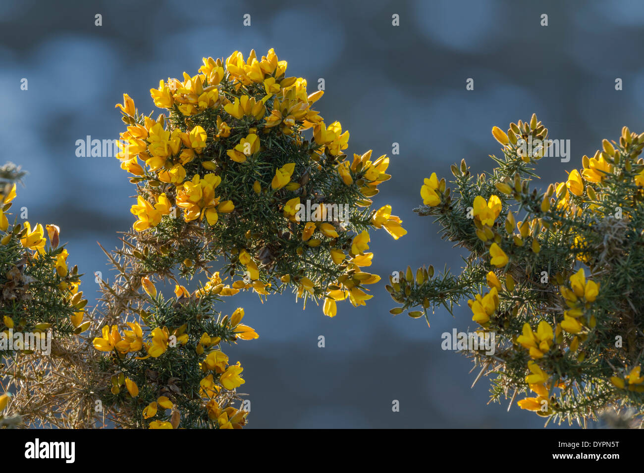 Ginster Strauch, lateinischer Name Ulex Europaeus, mit leuchtend gelben Blüten und stachelige Dornen Stockfoto