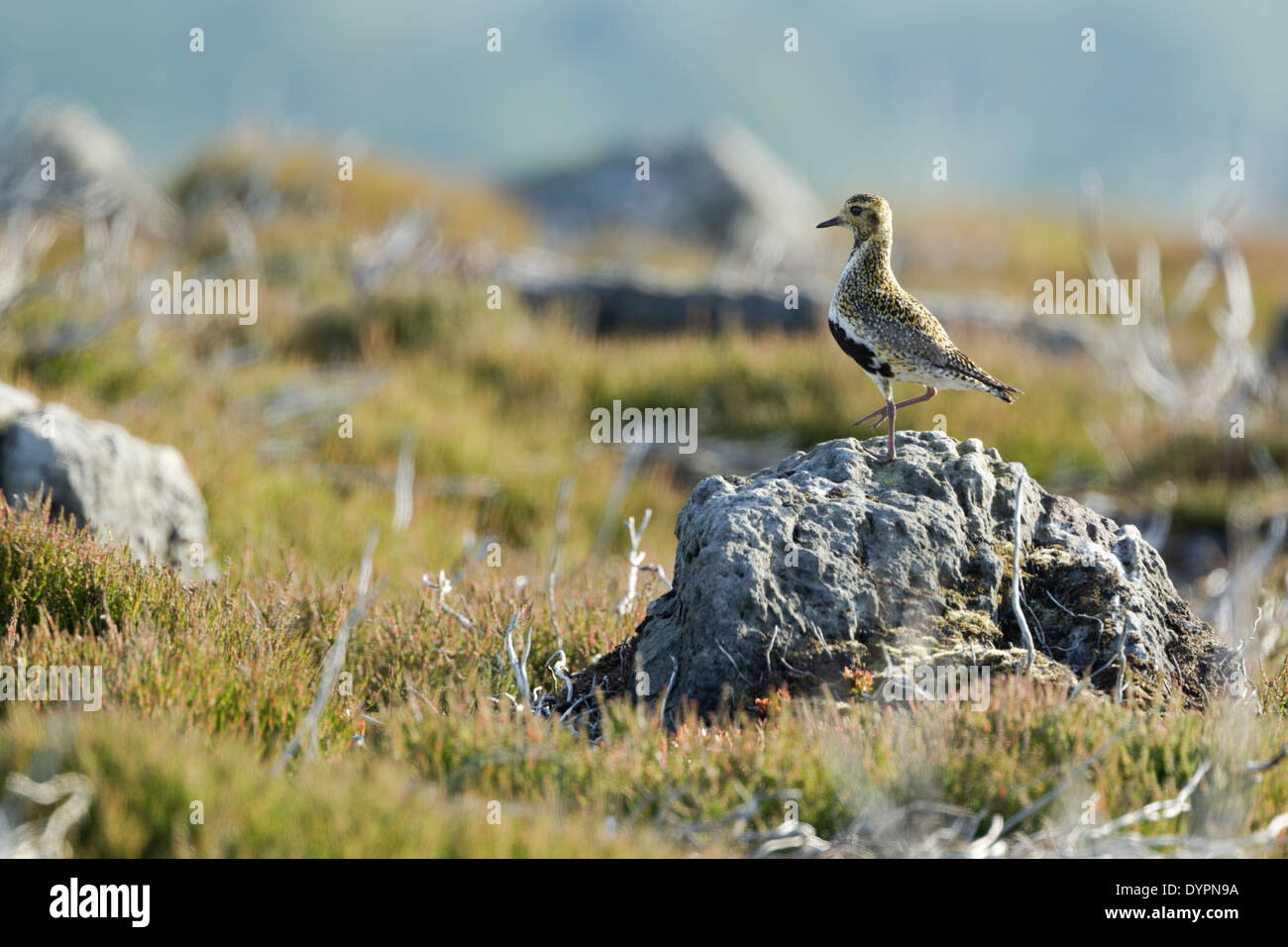 Goldregenpfeifer (Pluvialis Apricaria) stehen unter Heidekraut Stockfoto