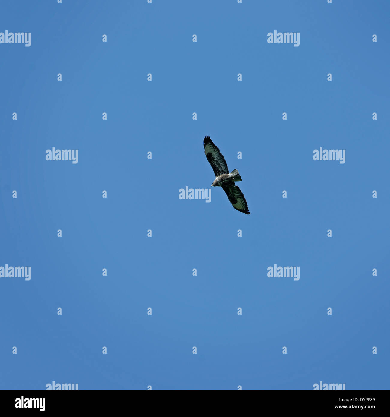 Einzelne Bussard mit ausgebreiteten Flügeln, fast Silhouette vor einem strahlend blauen Himmel von unten gleiten; Quadratisches Format. Stockfoto