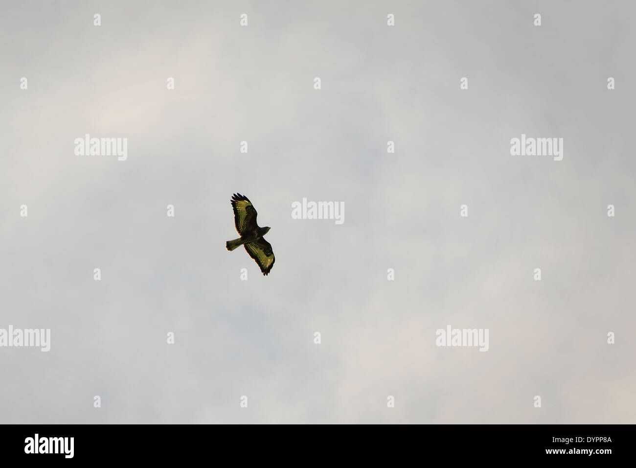 Einzelne Bussard mit ausgebreiteten Flügeln, fast Silhouette gegen einen grauen bewölktem Himmel von unten gleiten; Querformat. Stockfoto