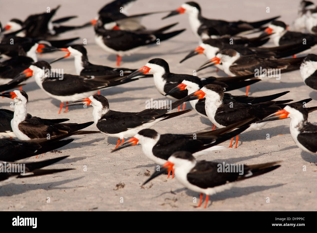 Schwarz-Skimmer - Pompano Beach, Florida USA Stockfoto
