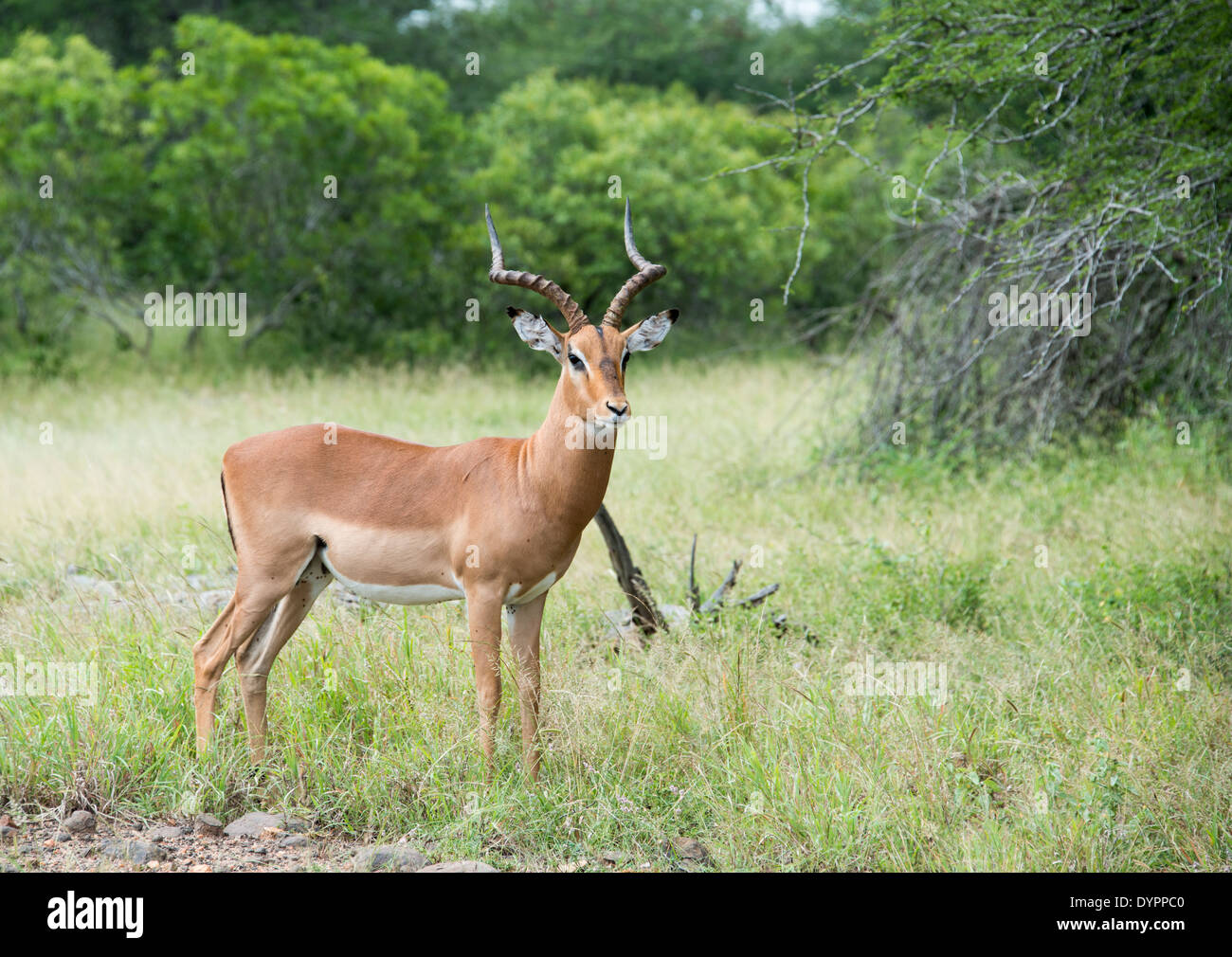 männlichen Impala Kruger Nationalpark in Südafrika Stockfoto