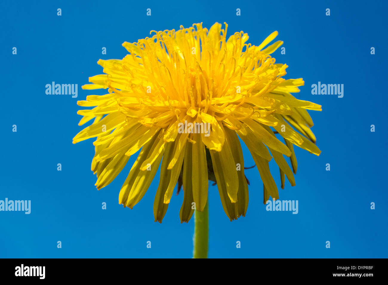 Löwenzahn Stockfoto