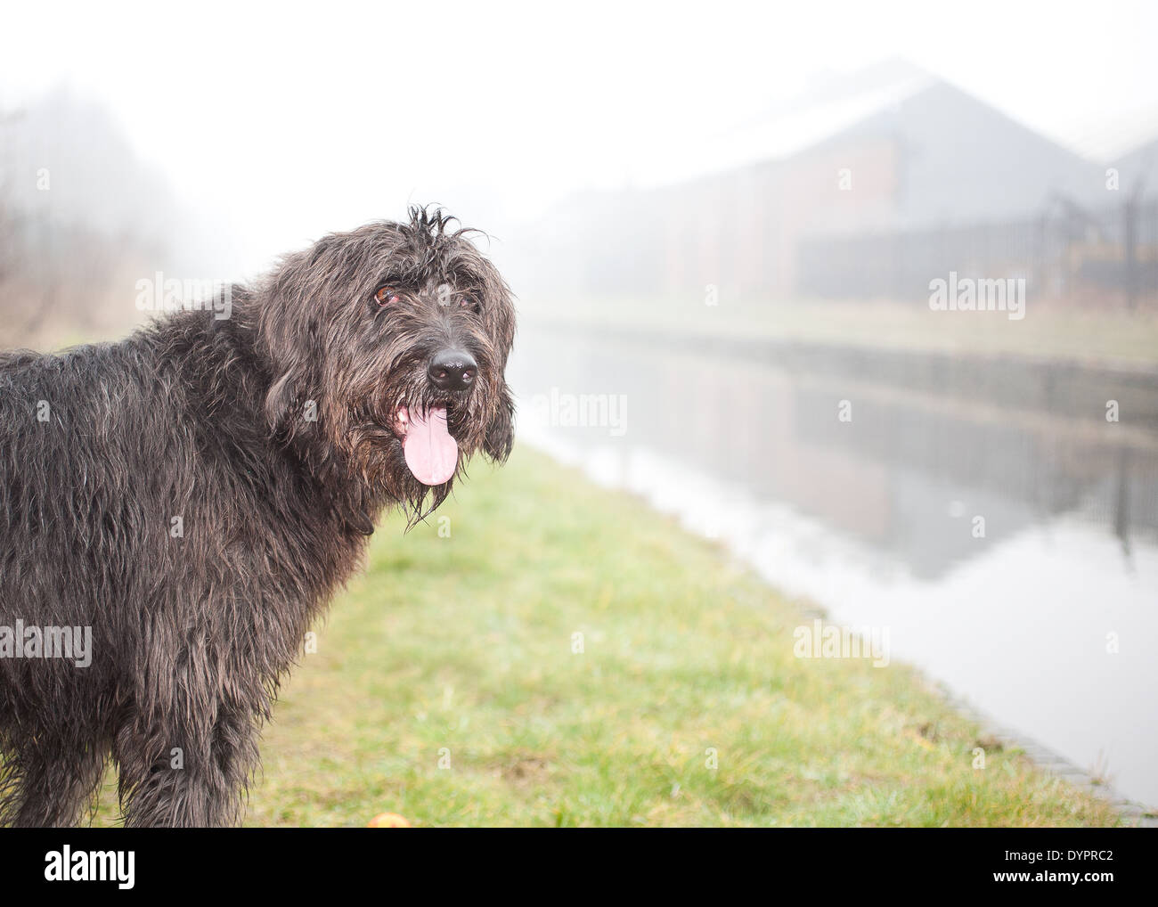 Großer Hund am Kanal Stockfoto