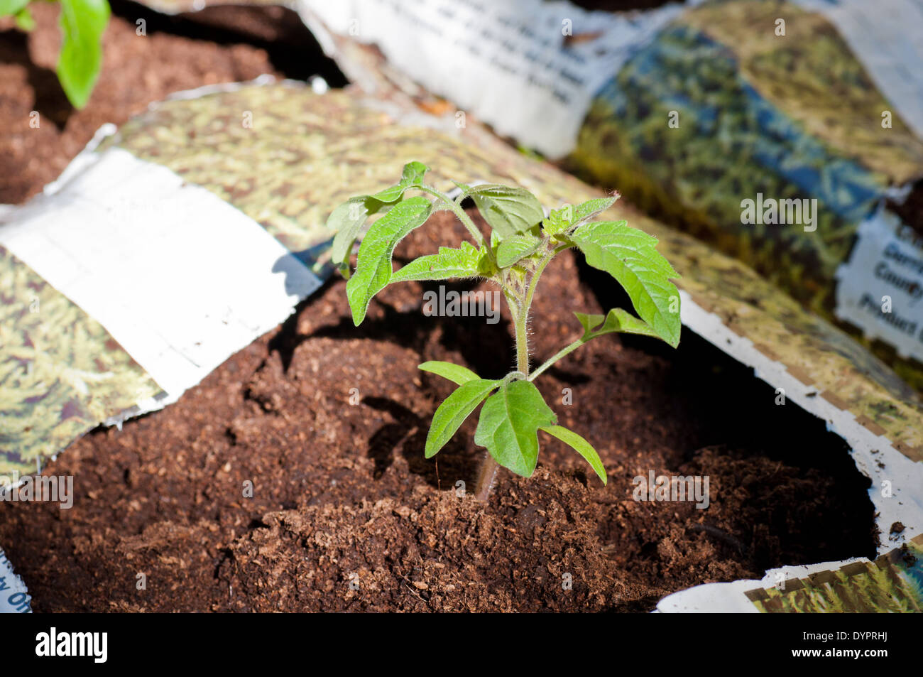 Tomaten-Sämling in Growbag Stockfoto