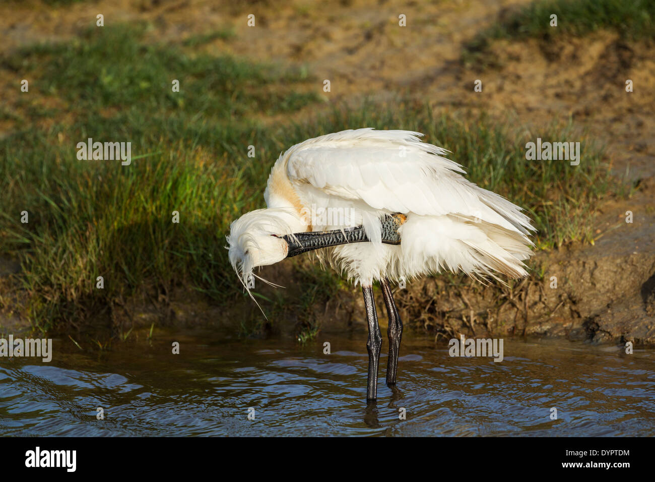 Löffler, lateinischen Namen Platalea Leucorodia, stehen in einem kleinen Wasserkanal beim Putzen Stockfoto