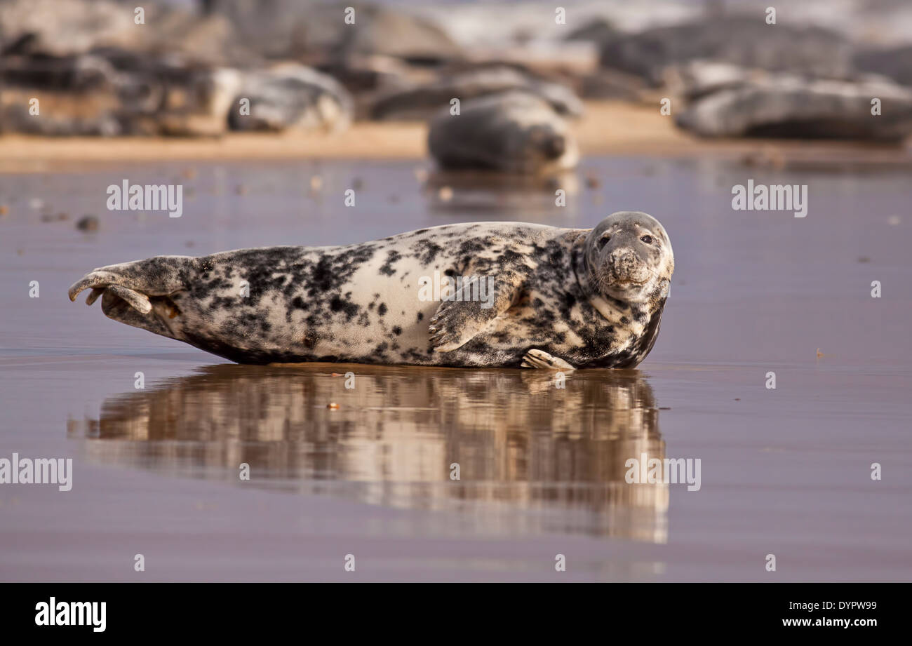 Dichtung auf Horsey Strand, Norfolk, England Stockfoto