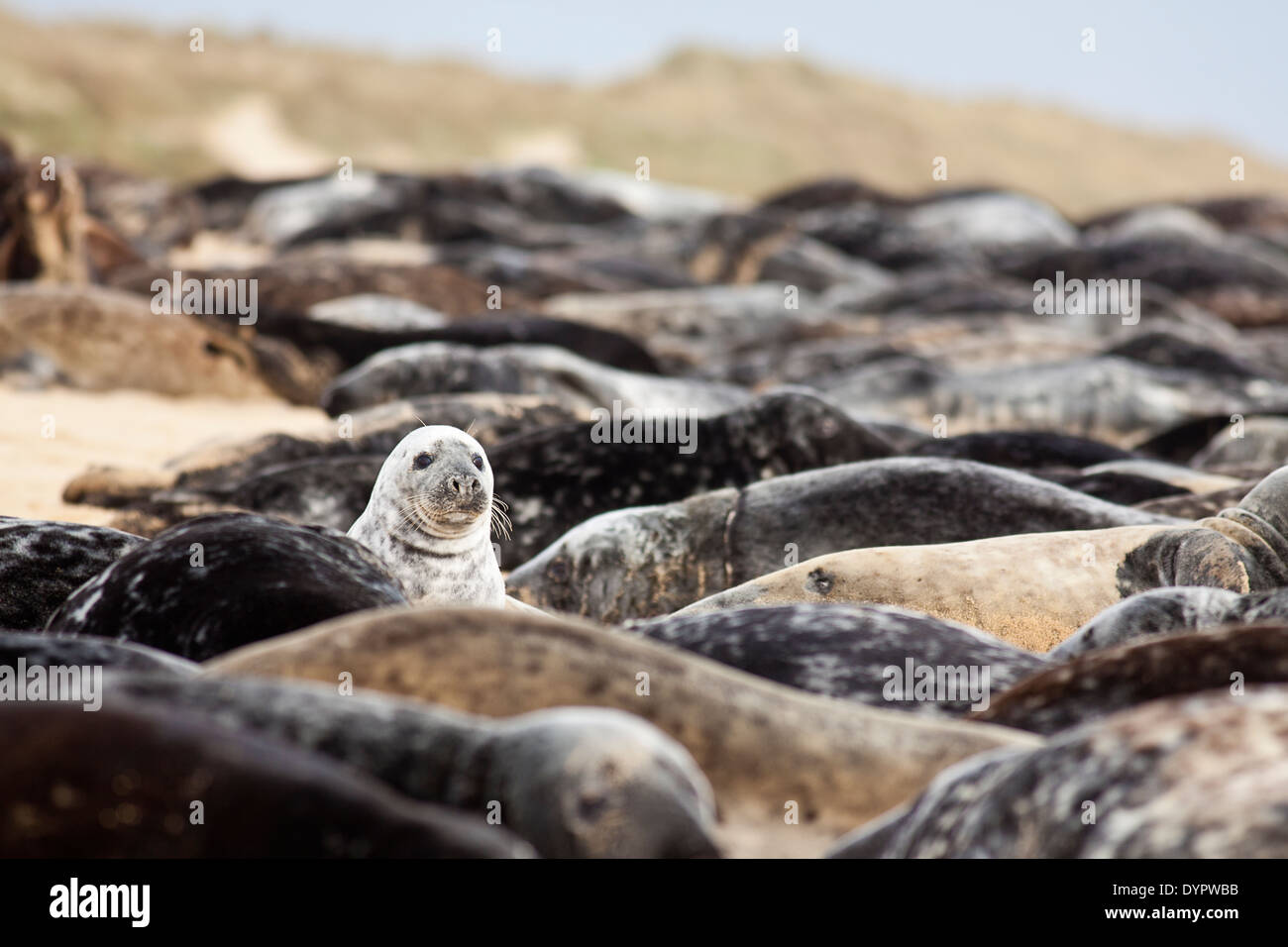 Robben am Strand liegend, wenn man seinen Kopf knallt Stockfoto