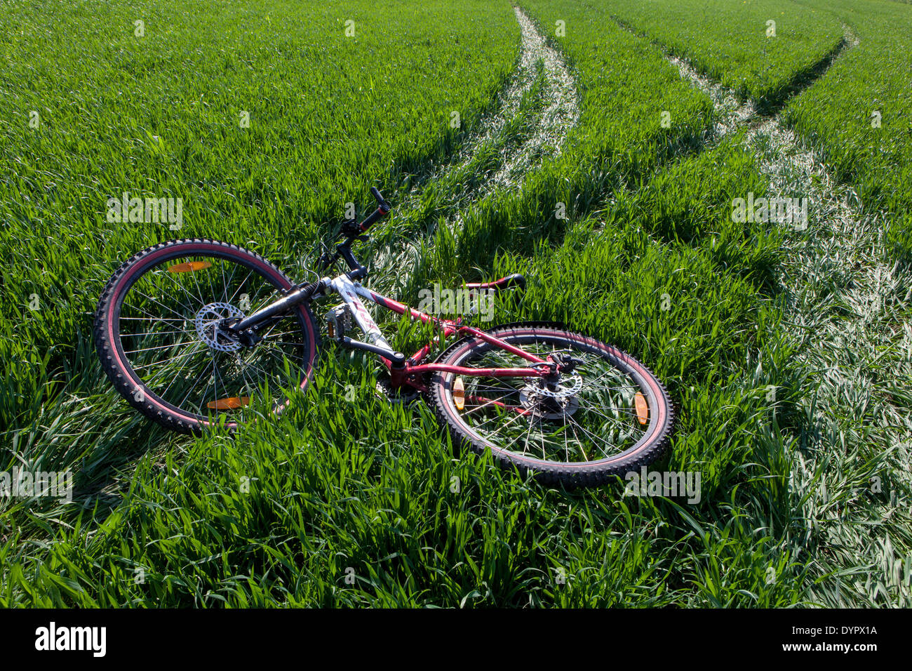 Fahrrad in der grünen Frühlingsfelderszene Stockfoto