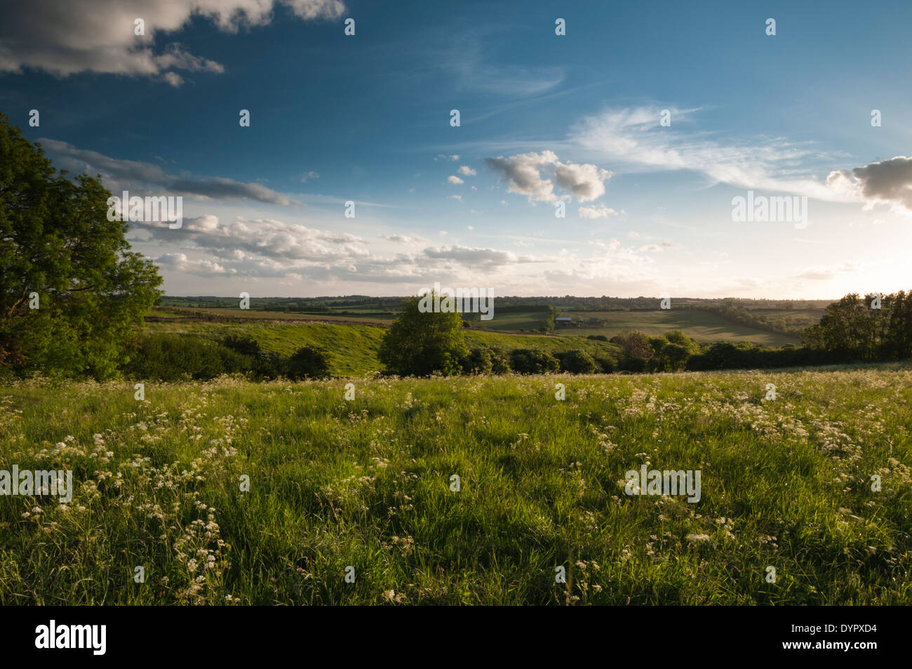 Abendlicht auf einer Wiese Wiese voller Blüte Kuh Petersilie und Ackerland Ansichten darüber hinaus, in der Nähe von Brixworth in Northamptonshire, England Stockfoto