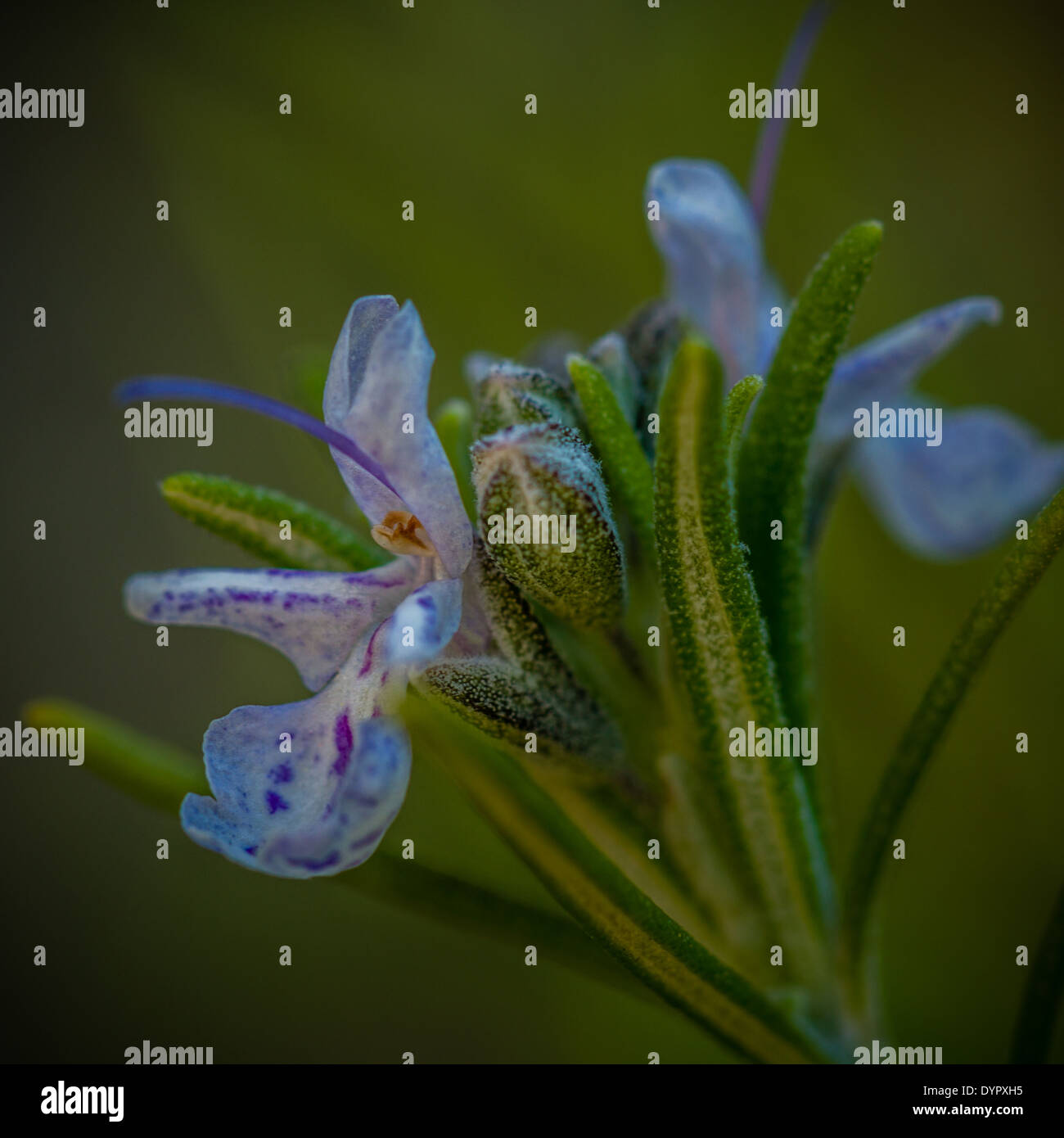 Rosmarin Blute Stockfotos Und Bilder Kaufen Alamy