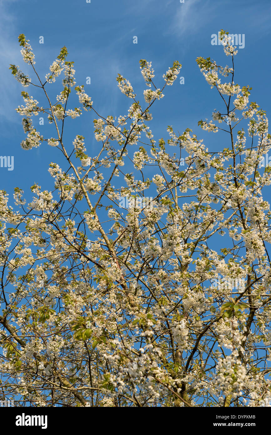 Blüte auf eine Vogelkirsche Prunus Avium, gegen einen blauen Frühlingshimmel Stockfoto