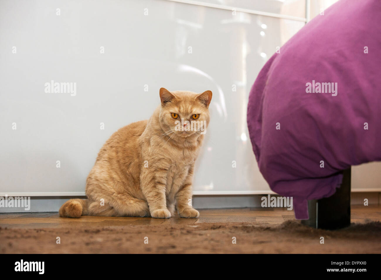 Britisch Kurzhaar domestizierte Hauskatze im Schlafzimmer zu Hause Stockfoto