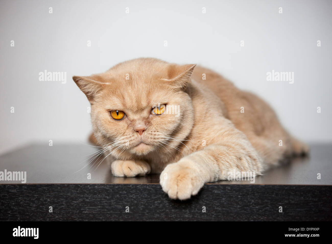 Britisch Kurzhaar domestizierte Hauskatze auf Tisch im Wohnzimmer zu Hause Stockfoto
