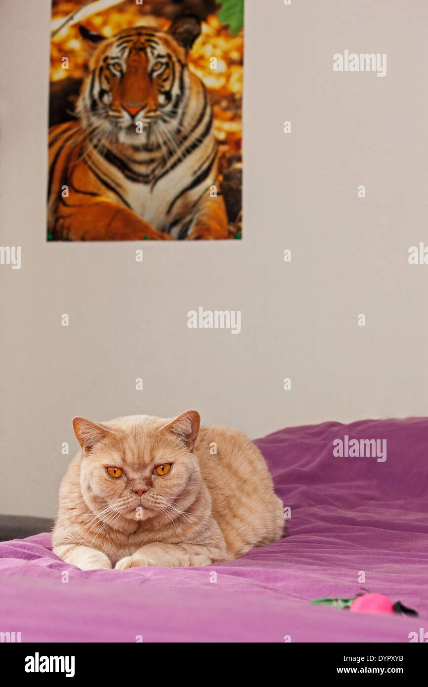 Britisch Kurzhaar domestizierte Hauskatze auf Bett im Schlafzimmer zu Hause Stockfoto