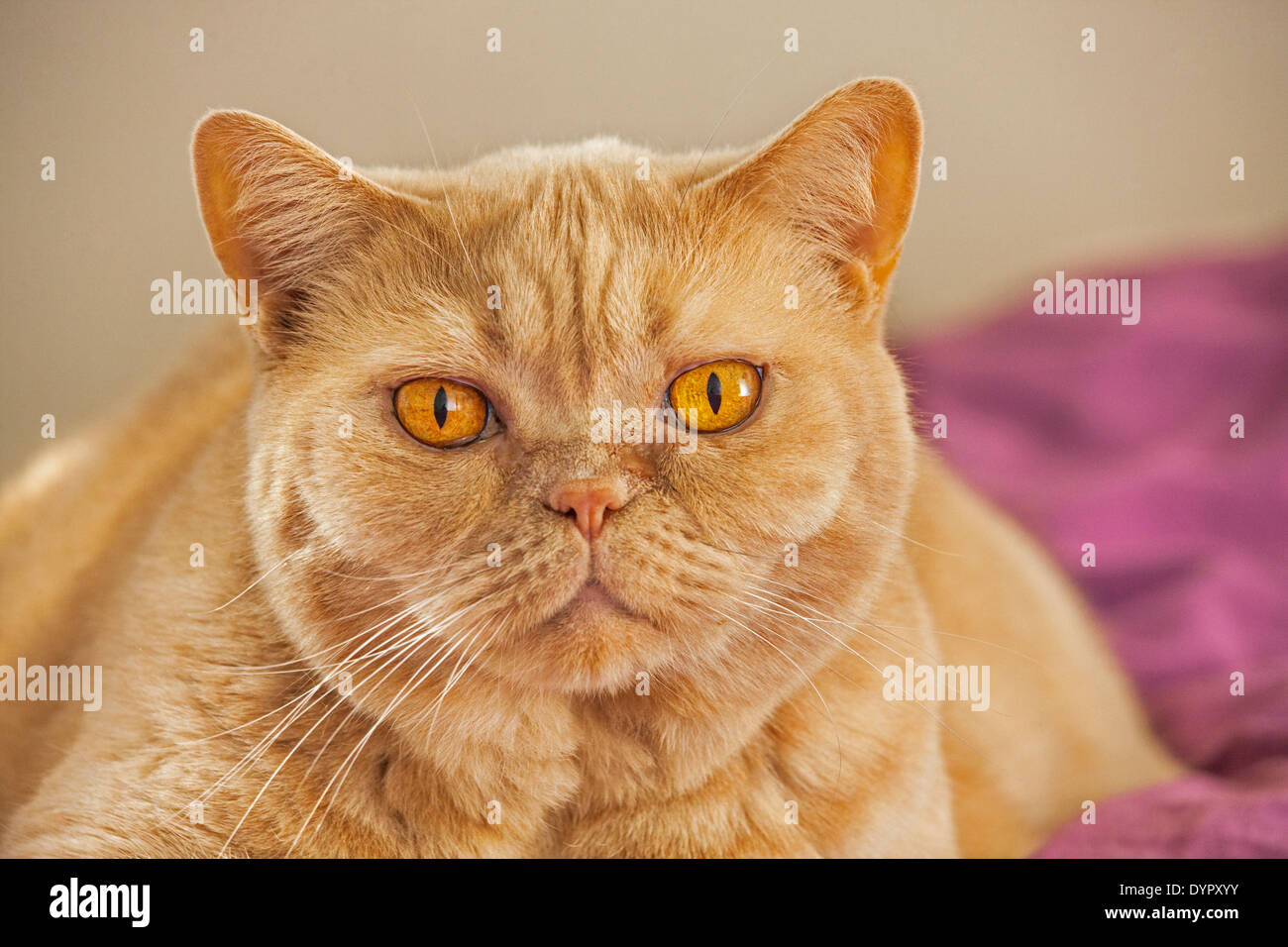 Nahaufnahme von Britisch Kurzhaar, die domestizierte Hauskatze im Wohnzimmer zu Hause Stockfoto
