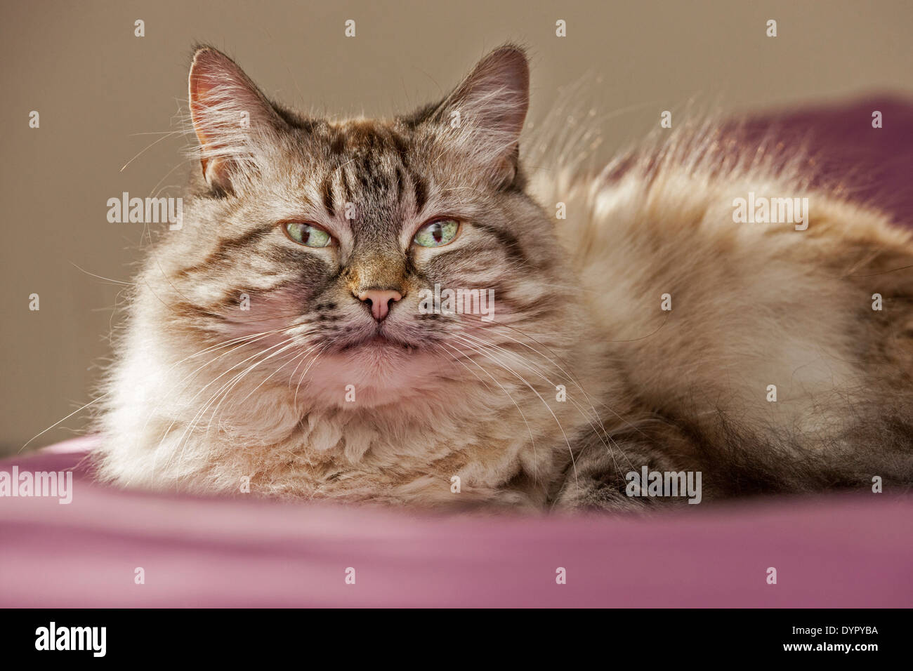 Persische Langhaar domestizierte Hauskatze zu Hause im Wohnzimmer Stockfoto