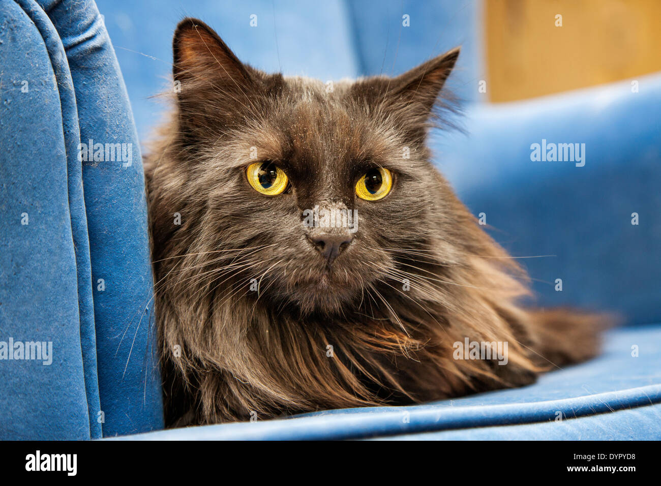 Persische Langhaar domestizierte Hauskatze ruht auf Sofa zu Hause im Wohnzimmer Stockfoto
