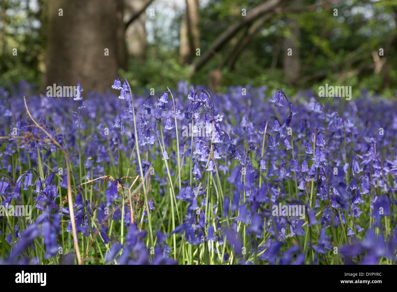 Middleton, Staffordshire, UK. 24. April 2014. Glockenblumen Teppich dem Waldboden. Wirklich ein spektakulärer Anblick. Bildnachweis: Chris Gibson/Alamy Live-Nachrichten Stockfoto