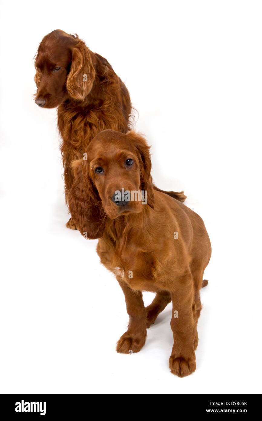 Zwei Monate alten Irish Red Setter Welpen mit Erwachsenen Hund Stockfoto